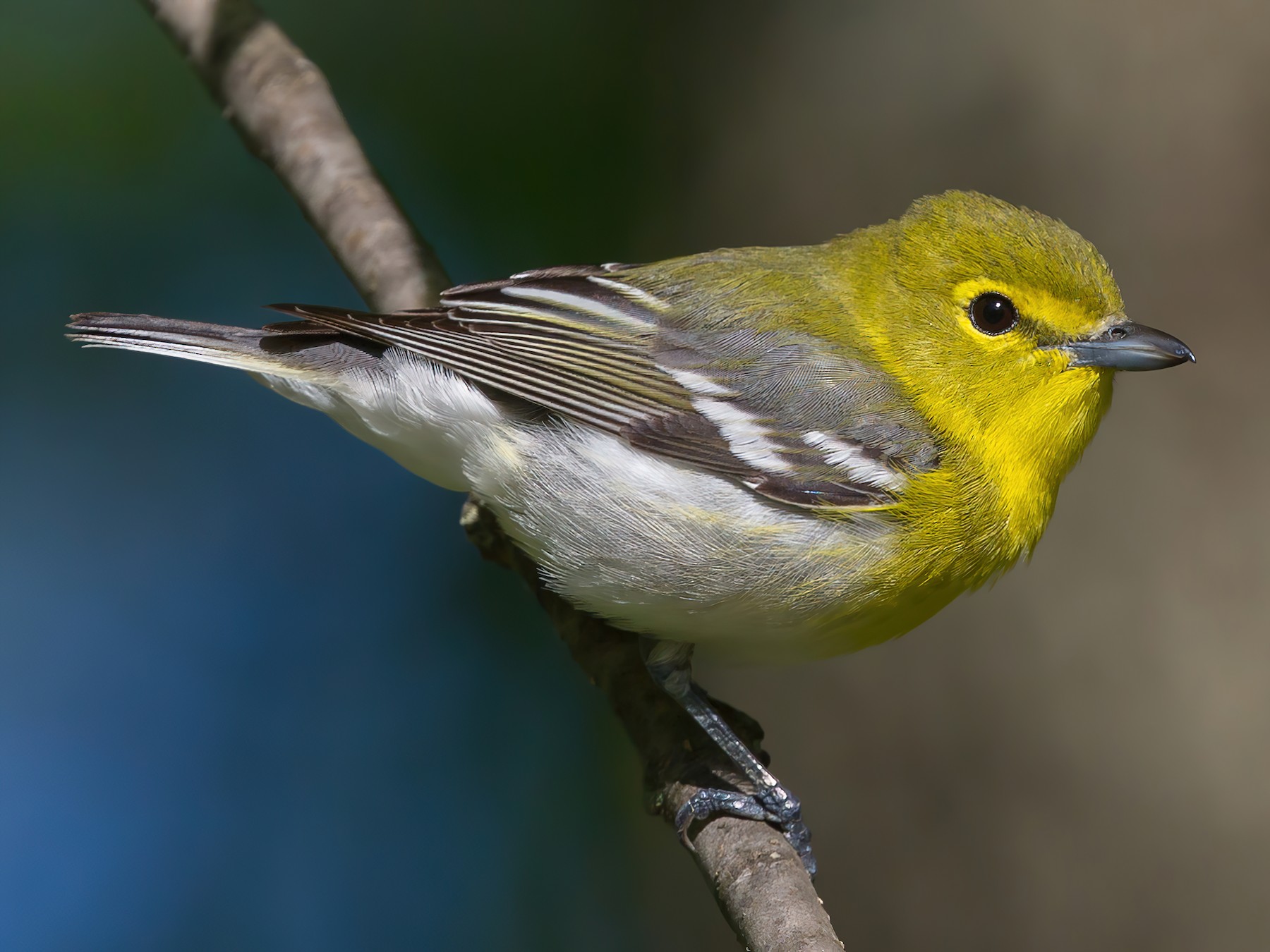 yellow_throated_vireo.jpeg