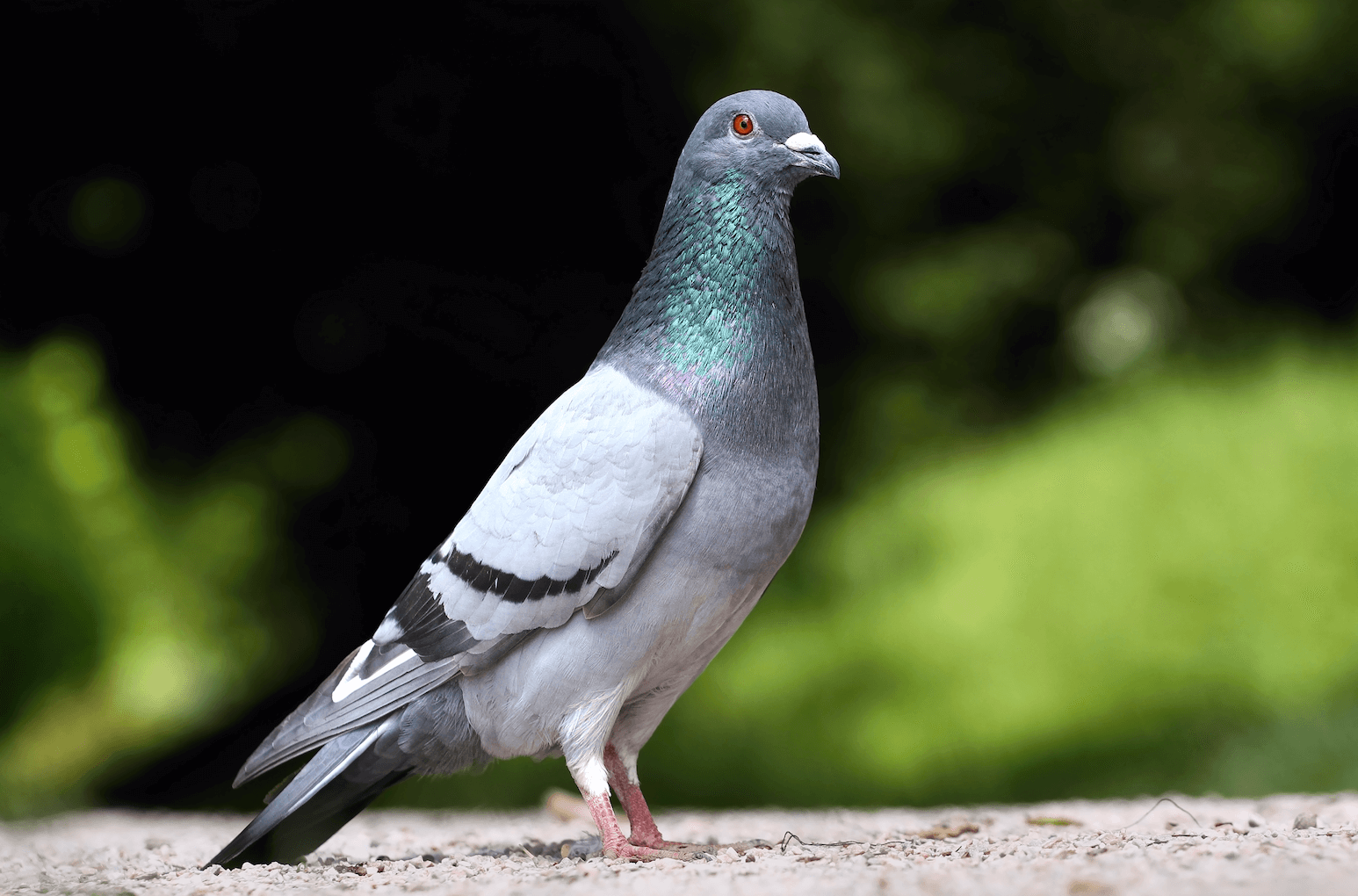 pigeon.png