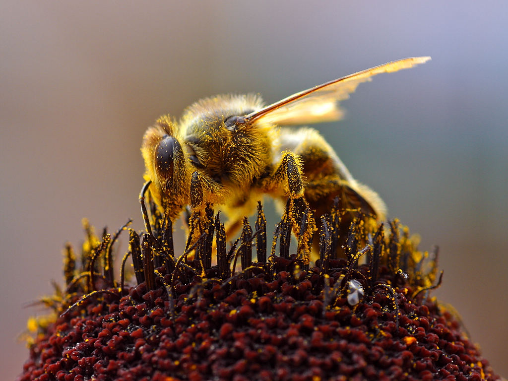 Bee_Collecting_Pollen_2004-08-14.jpg