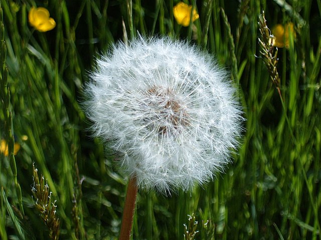 Dandelion.jpg