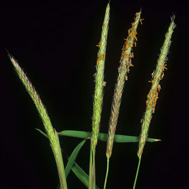 blackgrass-mature.jpg