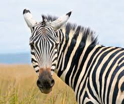 zebra.jpg