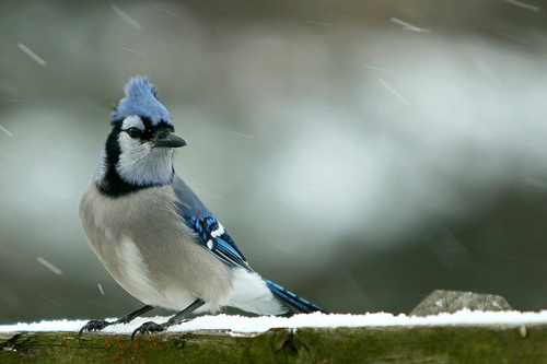 Blue_Jay_0044_62759.jpg