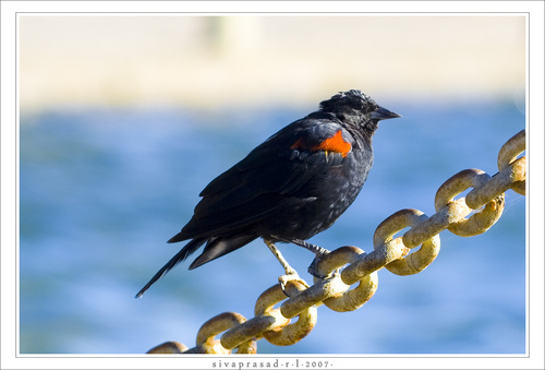 Red_Winged_Blackbird_0012_6015.jpg