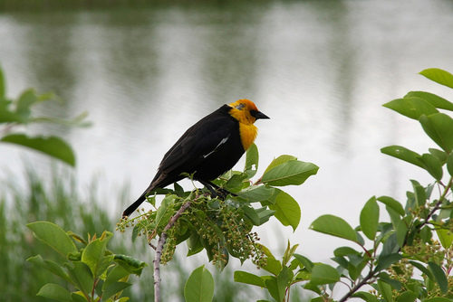 Yellow_Headed_Blackbird_0020_8549.jpg