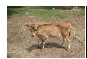 calf.png