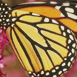 butterflyx4psnr_27.979494335381936_ssim_0.9151576712416137.png