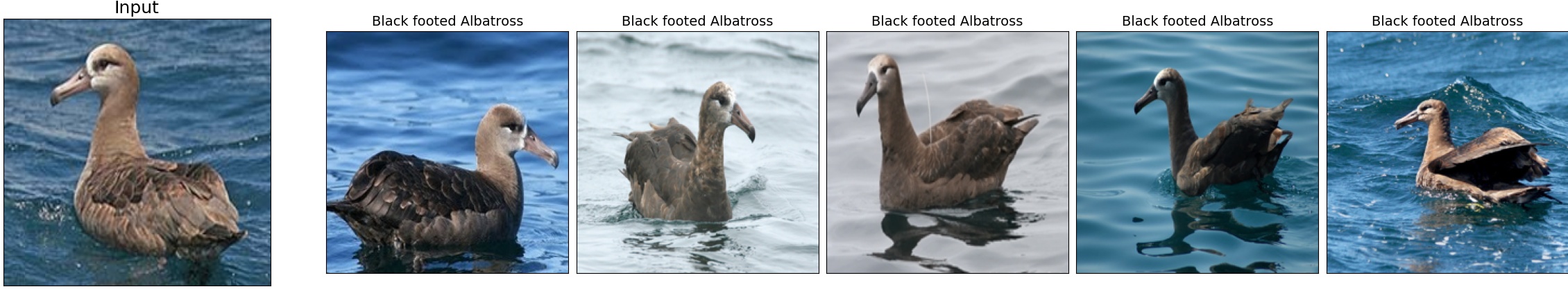 001.Black_footed_Albatross_29_1.jpeg