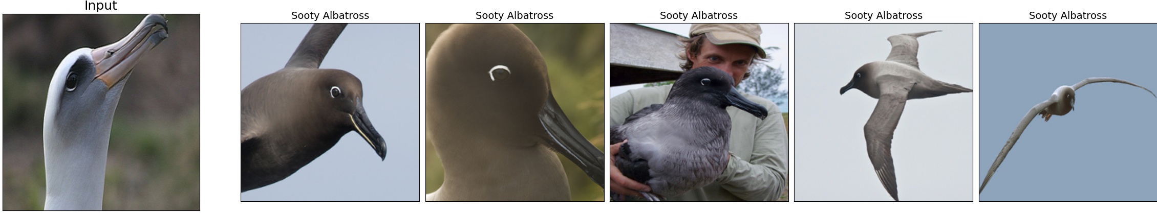 002.Laysan_Albatross_123_7.jpeg