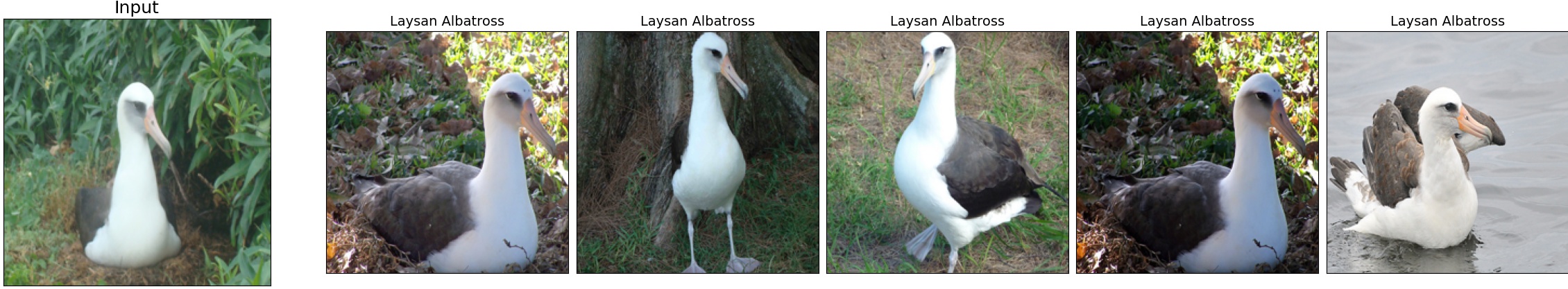 002.Laysan_Albatross_13_0.jpeg