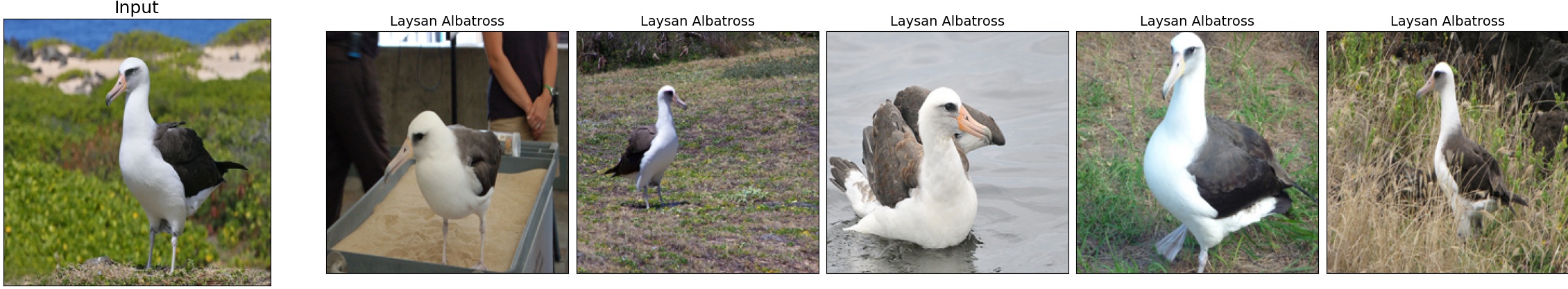 002.Laysan_Albatross_18_7.jpeg