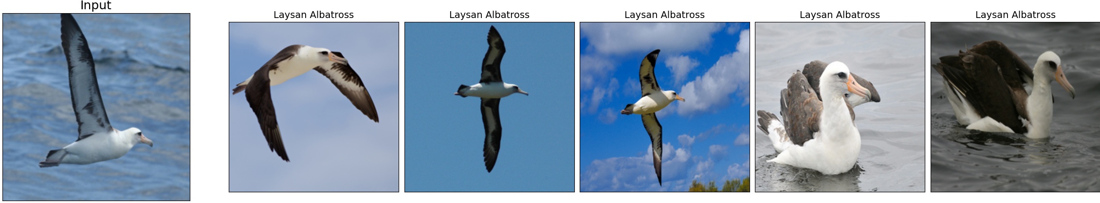 002.Laysan_Albatross_36_1.jpeg