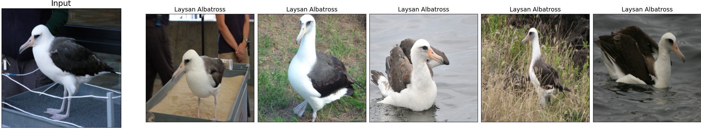 002.Laysan_Albatross_3_5.jpeg