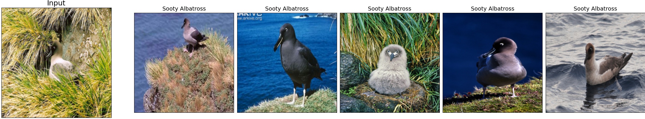 003.Sooty_Albatross_29_5.jpeg