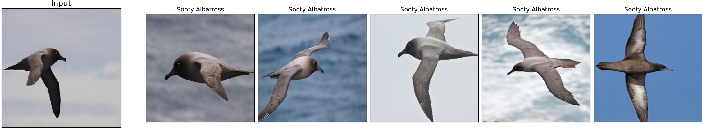 003.Sooty_Albatross_9_1.jpeg