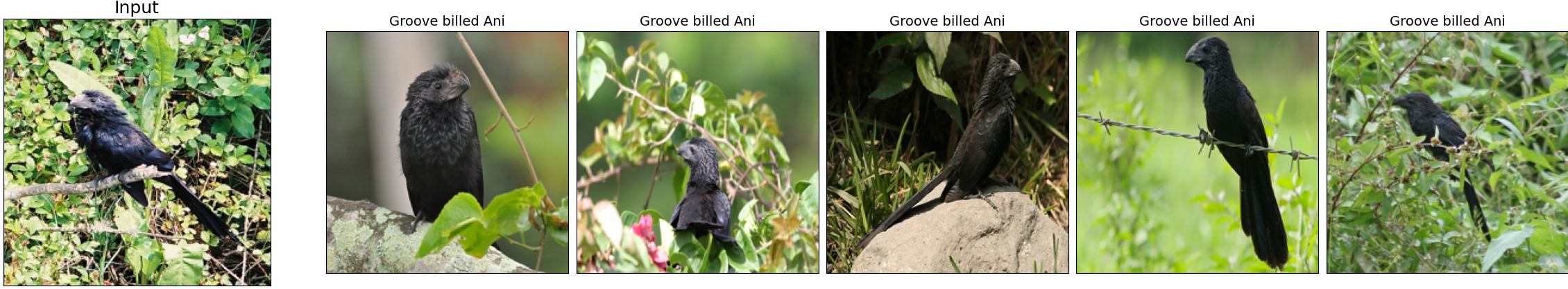 004.Groove_billed_Ani_12_0.jpeg