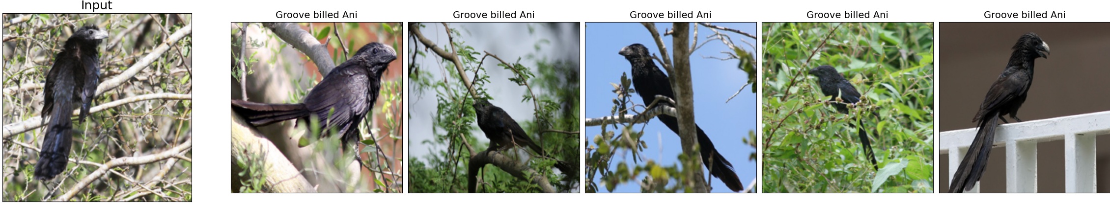 004.Groove_billed_Ani_16_0.jpeg