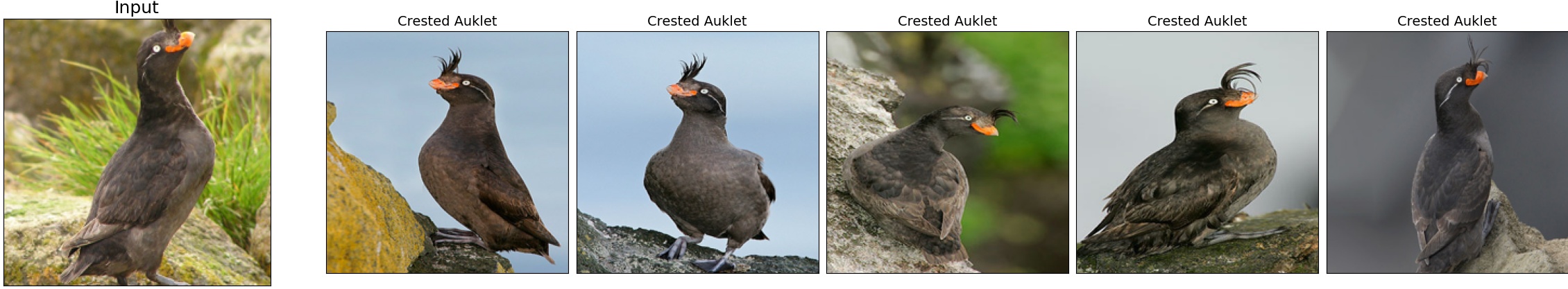 005.Crested_Auklet_6_7.jpeg