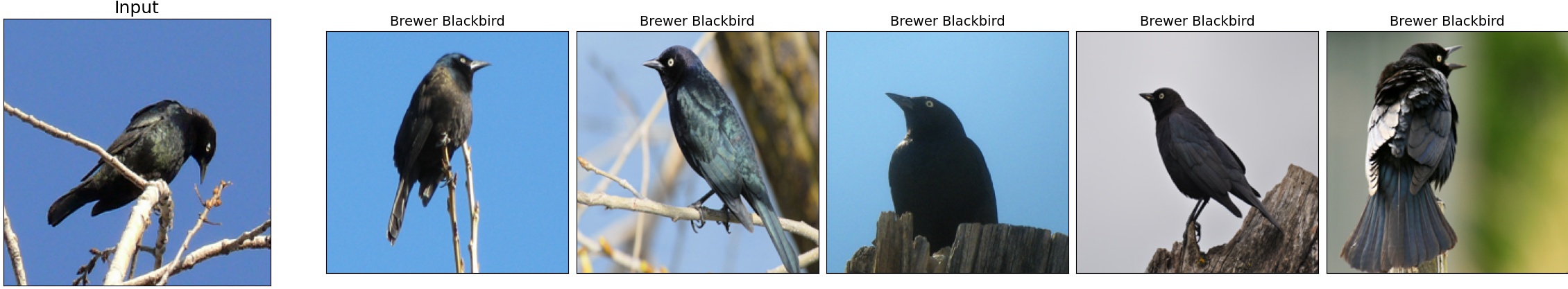 009.Brewer_Blackbird_37_6.jpeg