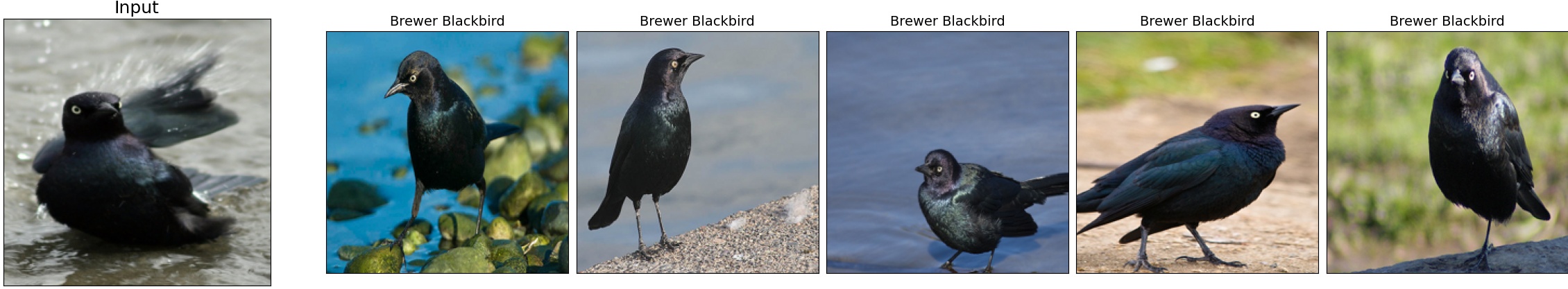 009.Brewer_Blackbird_4_7.jpeg