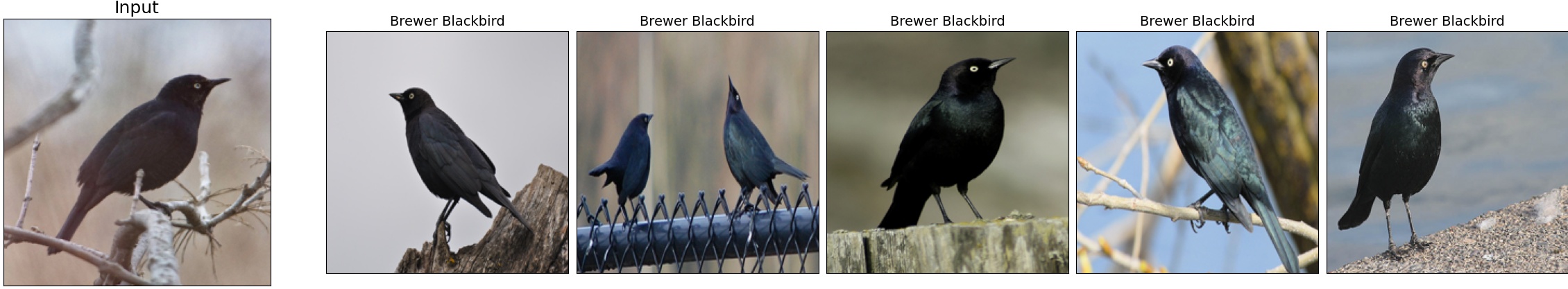 011.Rusty_Blackbird_165_7.jpeg