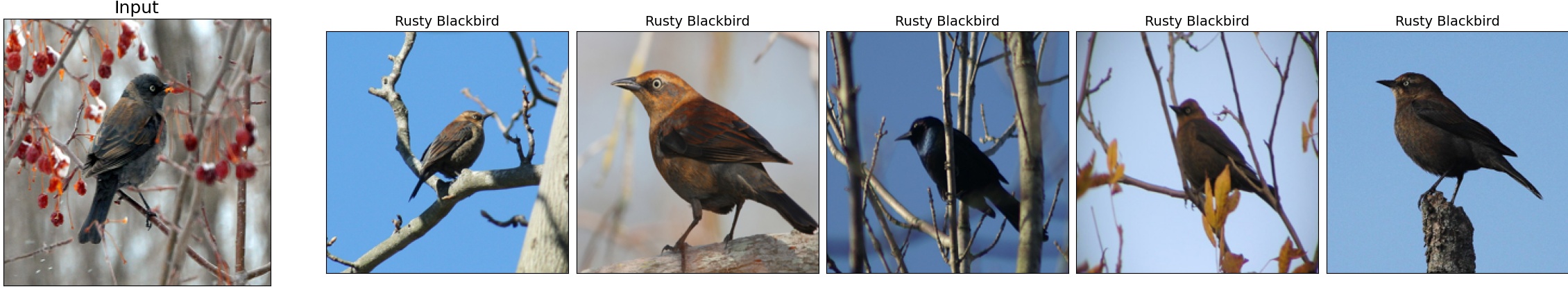 011.Rusty_Blackbird_30_2.jpeg