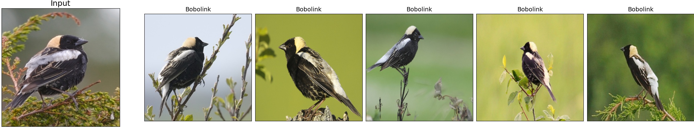 013.Bobolink_7_2.jpeg