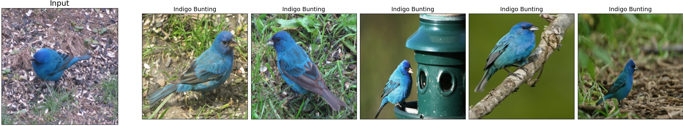 014.Indigo_Bunting_32_2.jpeg