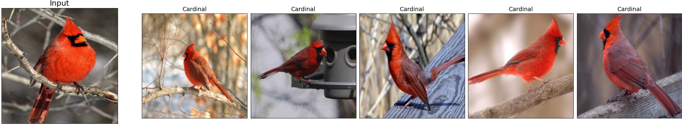 017.Cardinal_37_7.jpeg