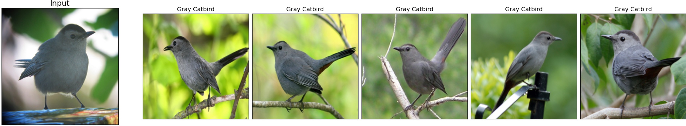 019.Gray_Catbird_28_2.jpeg