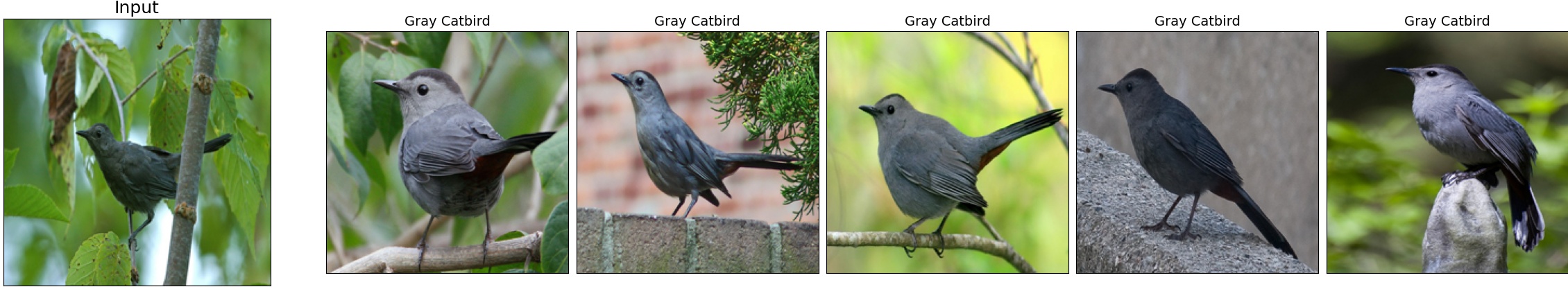 019.Gray_Catbird_5_7.jpeg