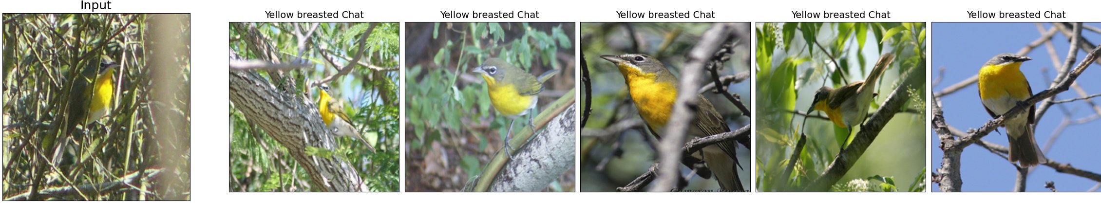 020.Yellow_breasted_Chat_17_0.jpeg