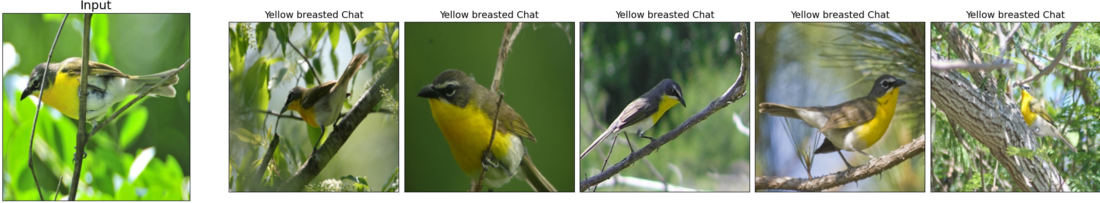 020.Yellow_breasted_Chat_41_0.jpeg