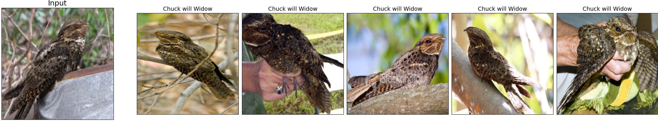 022.Chuck_will_Widow_23_2.jpeg