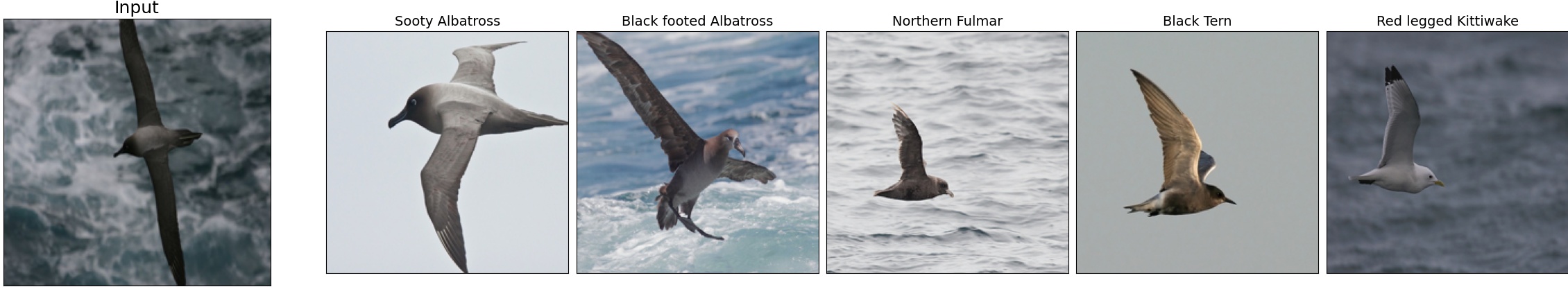 003.Sooty_Albatross_1_6.jpeg