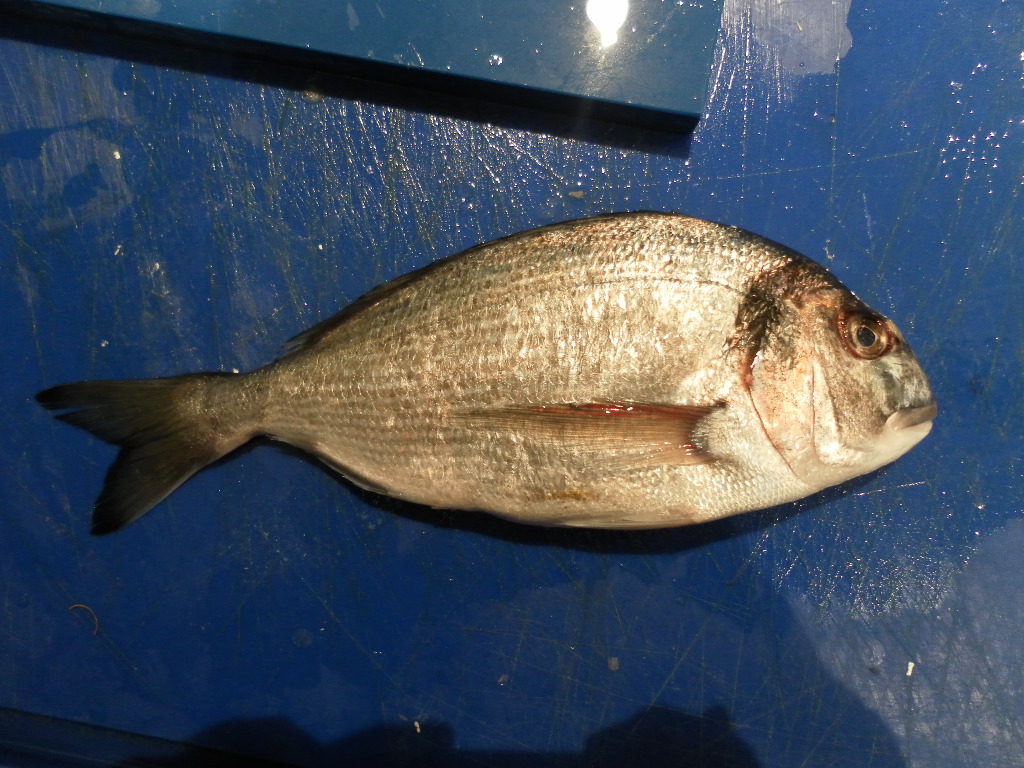 Gilt_Head_Bream.JPG