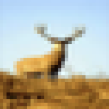 deer_224x224.png